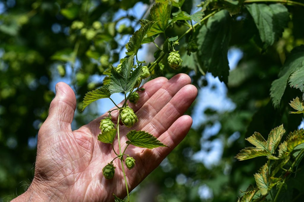 Hops in Brewing 101: The Step-by-Step Process Of Making Beer