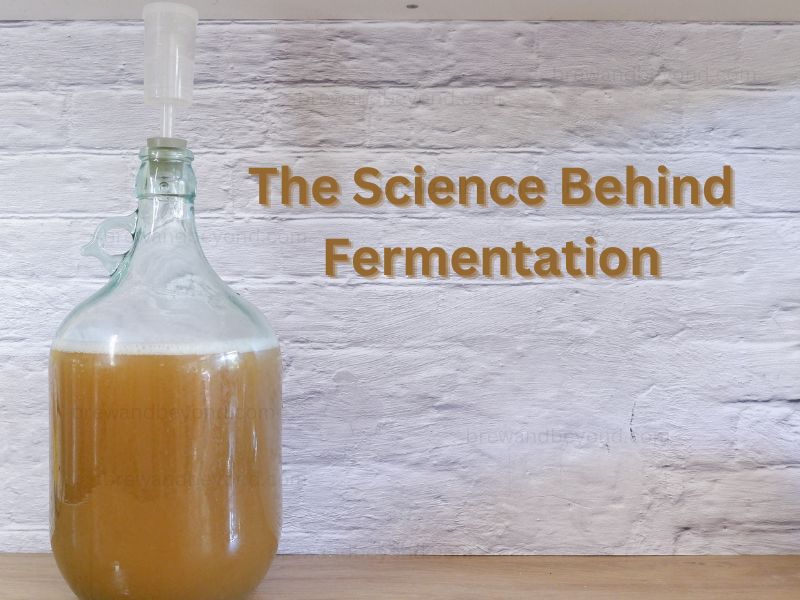 The Science Behind Fermentation: Beer’s Magical Transformation