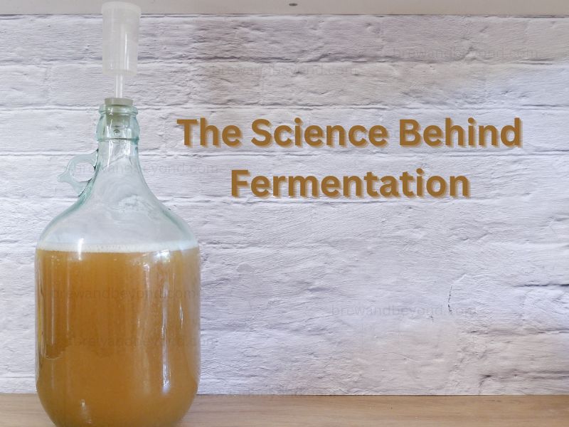 The Science Behind Fermentation – Beer’s Magical Transformation