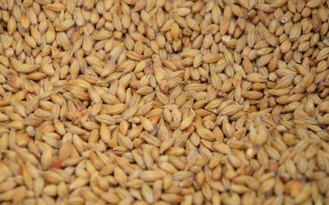 brown and white rice grains