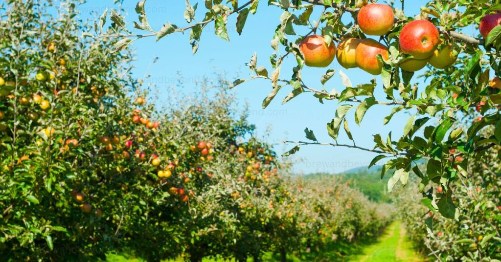 Apple Orchard 